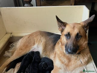 German Shepherd dogs German shepherd puppies - Advert 1