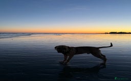 Cane Corso dogs for sale: Two beautiful cane corsos looking to be rehomed - Image 2