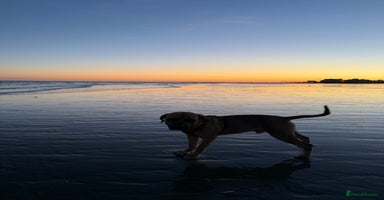 Cane Corso dogs - Advert 6