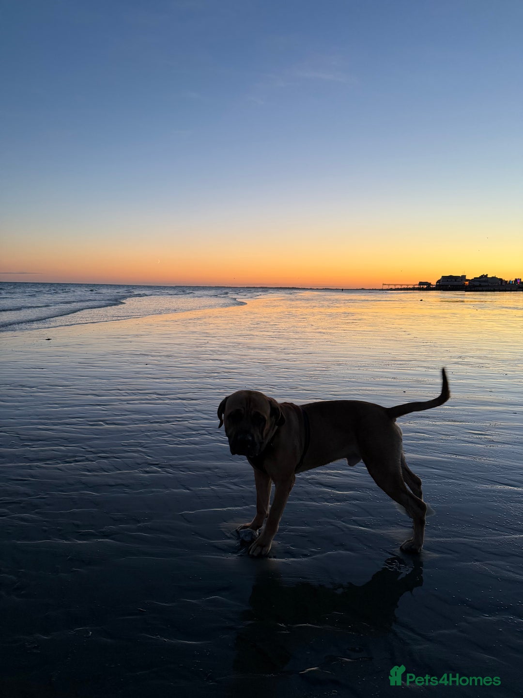Cane Corso dogs for sale: Two beautiful cane corsos looking to be rehomed - Image 2