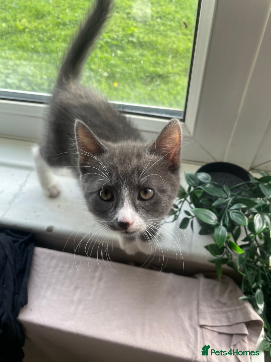 Domestic Shorthair cats for sale: Adorable Grey & White Kitten Looking for a home. - Image 3