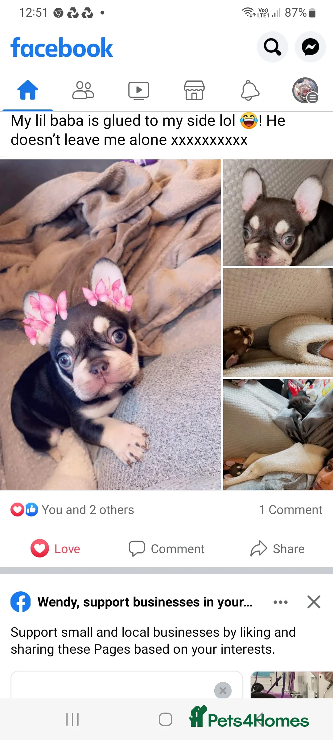 French Bulldog dogs for stud: KC TOP DRAW STUD Ramsgate  in Ramsgate - Advert 20