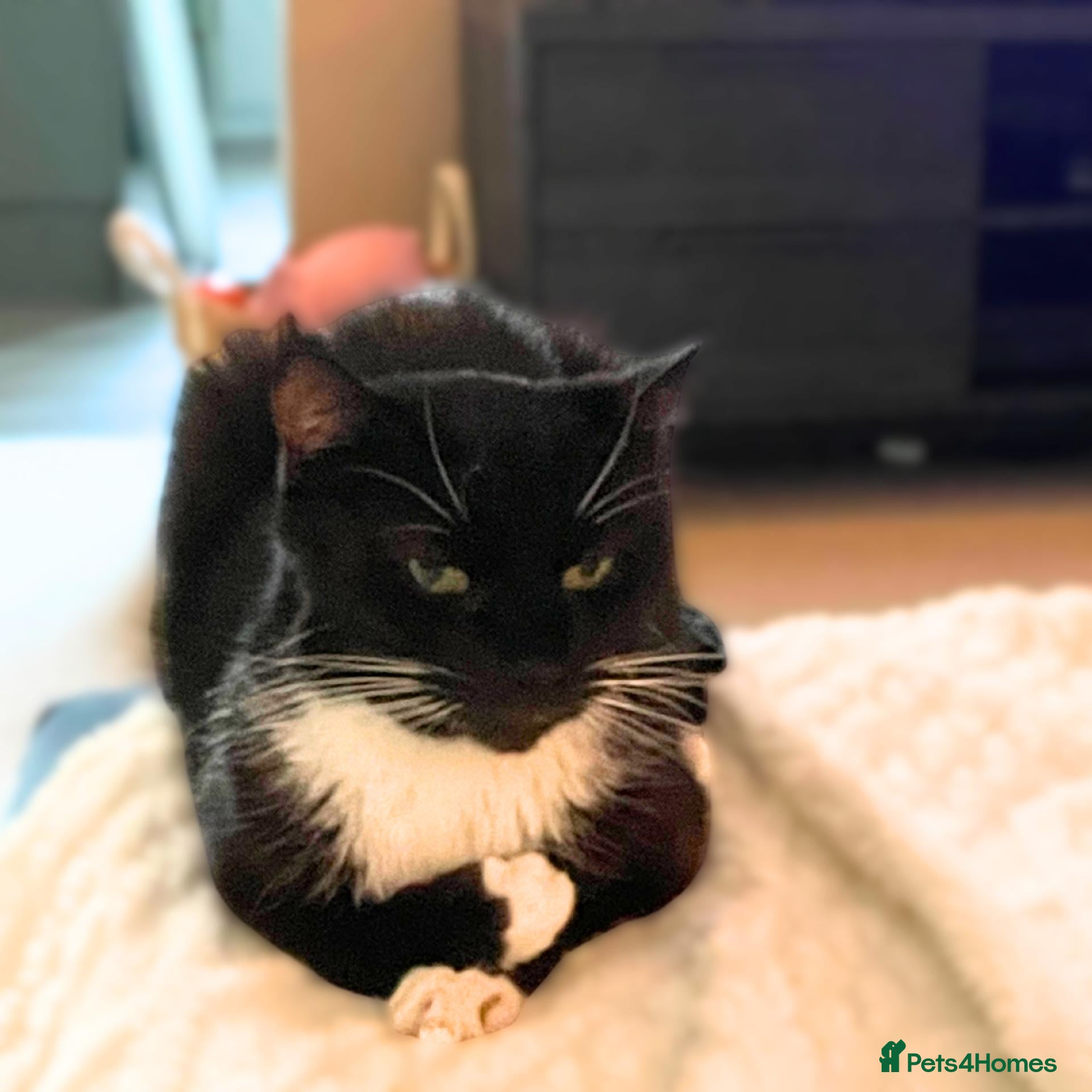 Mixed Breed cats Tiddles is the Biggest Sweetheart - Advert 4