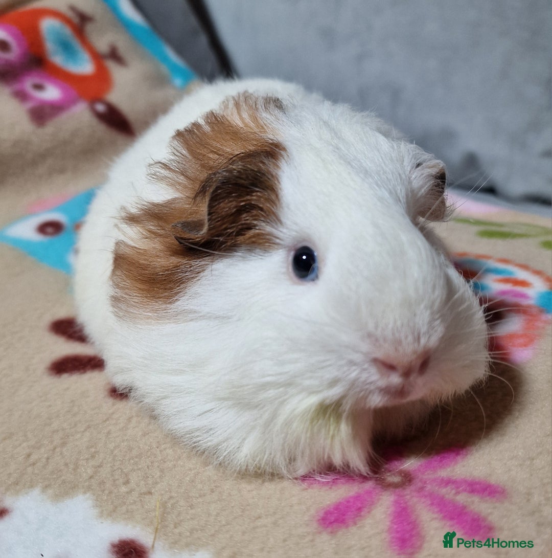 Guinea Pig rodents for sale: Two Stunning Sheltie Sows - Image 23