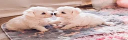 Mixed Breed dogs for sale: Beautiful Maltese x coton de Tuléar puppies 🐶  - Advert 4