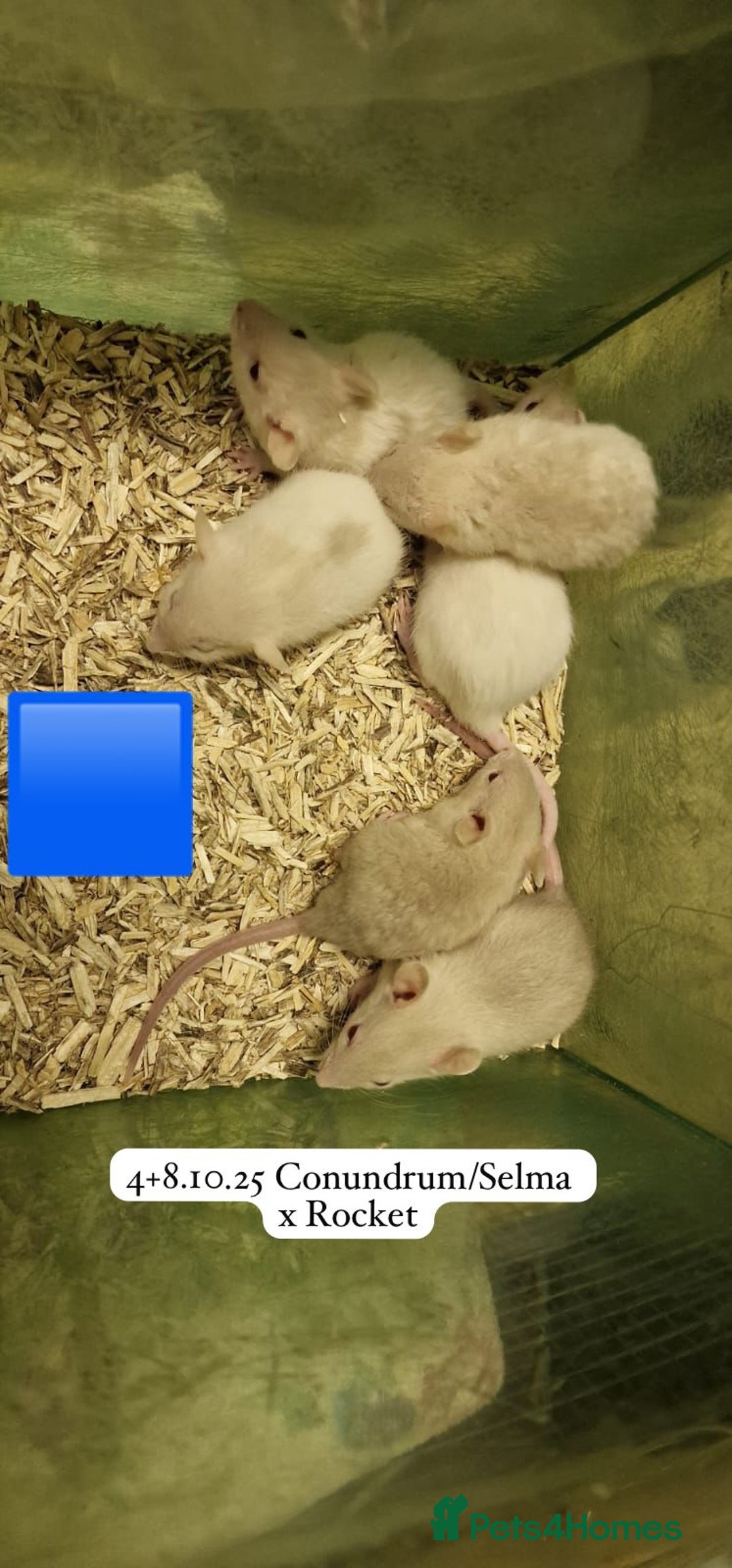 Rat rodents for sale: Beautiful baby full size and dwarf rats ready 9Dec - Advert 16
