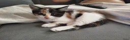 British Shorthair cats for sale: Kittens ready for their new family home  - Advert 1