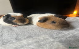 Alaska rabbits for sale: Mum and daughter  - Image 3