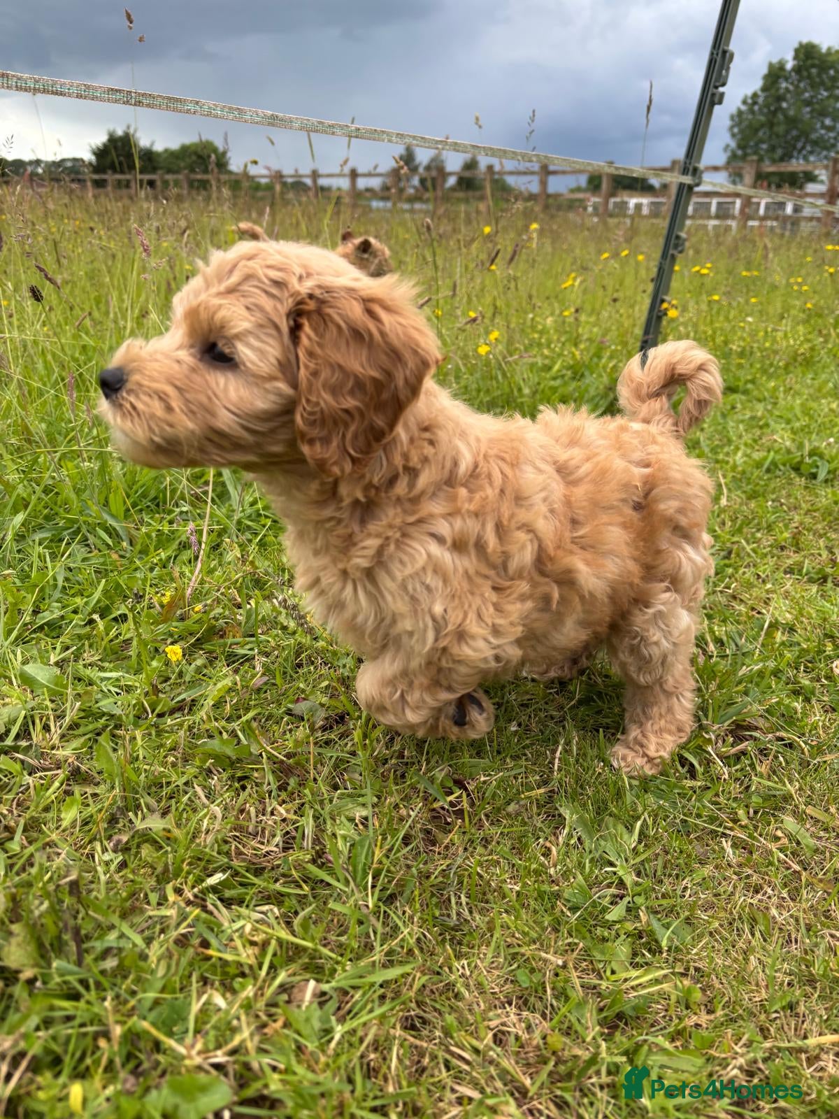 Cockapoo dogs Injected microchiped ✨️💓Cockerpoos 💓✨️ - Advert 4