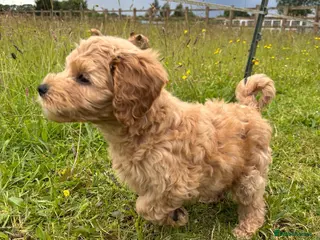 Cockapoo dogs Injected microchiped ✨️💓Cockerpoos 💓✨️ - Advert 4