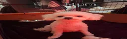Maltipoo dogs for sale: Maltipoo puppies  - Advert 13