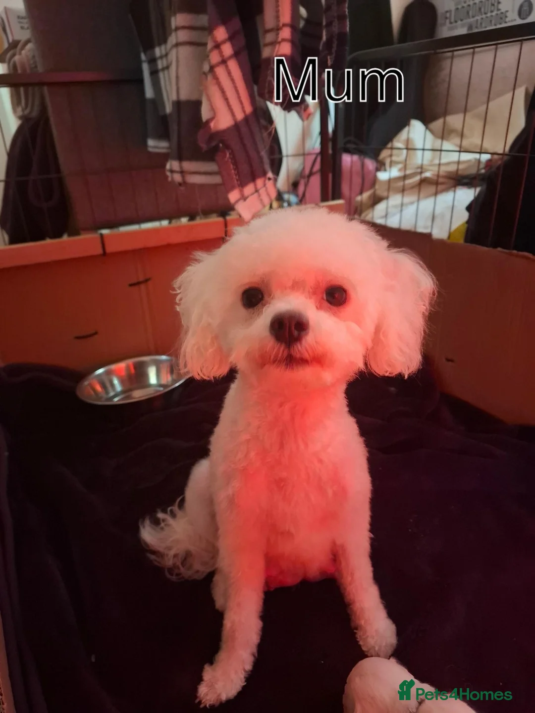 Maltipoo dogs for sale: Maltipoo puppies  - Advert 13