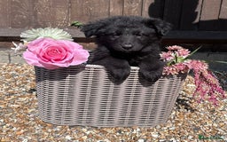 German Shepherd dogs for sale: Ready to go German Shepherd Alsatian puppies - Image 4