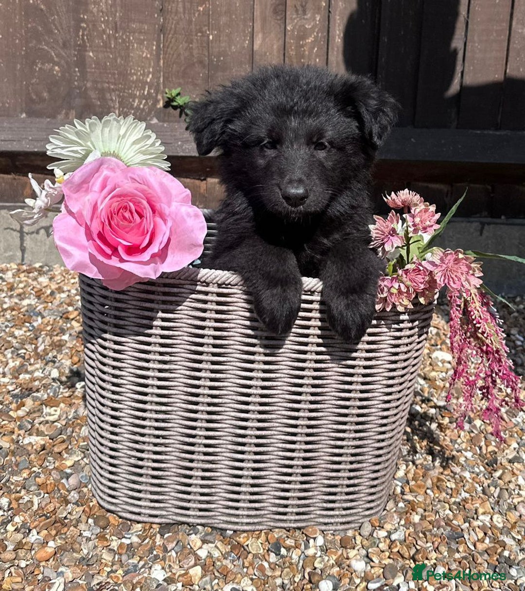 German Shepherd dogs for sale: Ready to go German Shepherd Alsatian puppies - Image 4