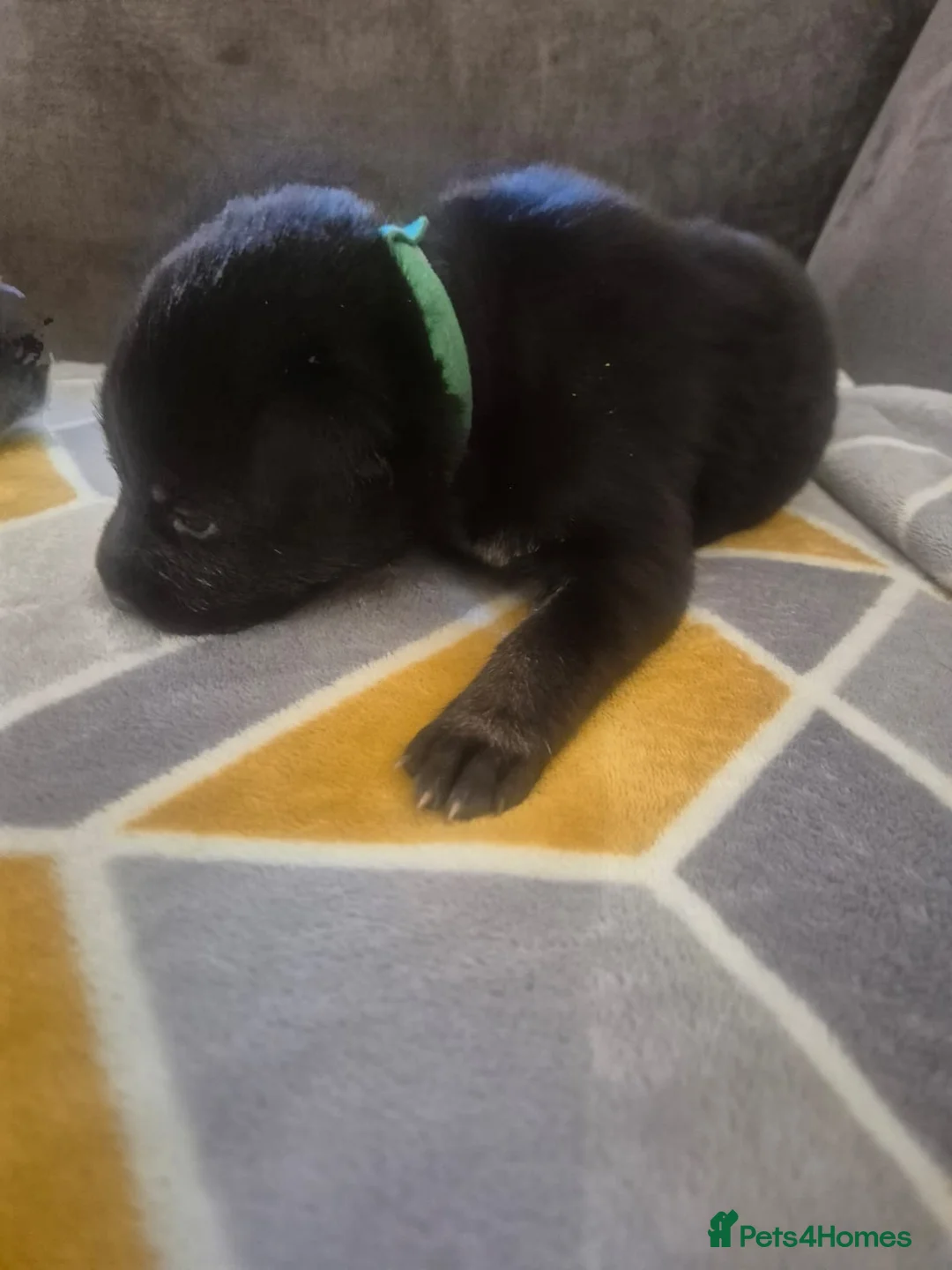 Mixed Breed dogs for sale: READY NOW! Stunning litter of puppies!! - Advert 16