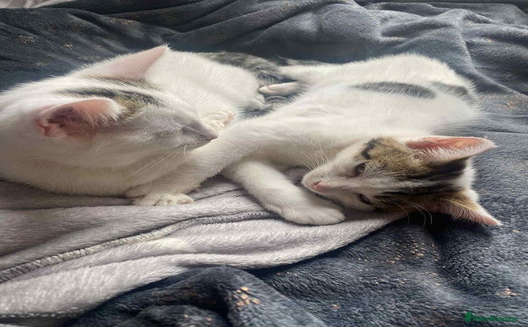 Mixed Breed cats - Advert 14