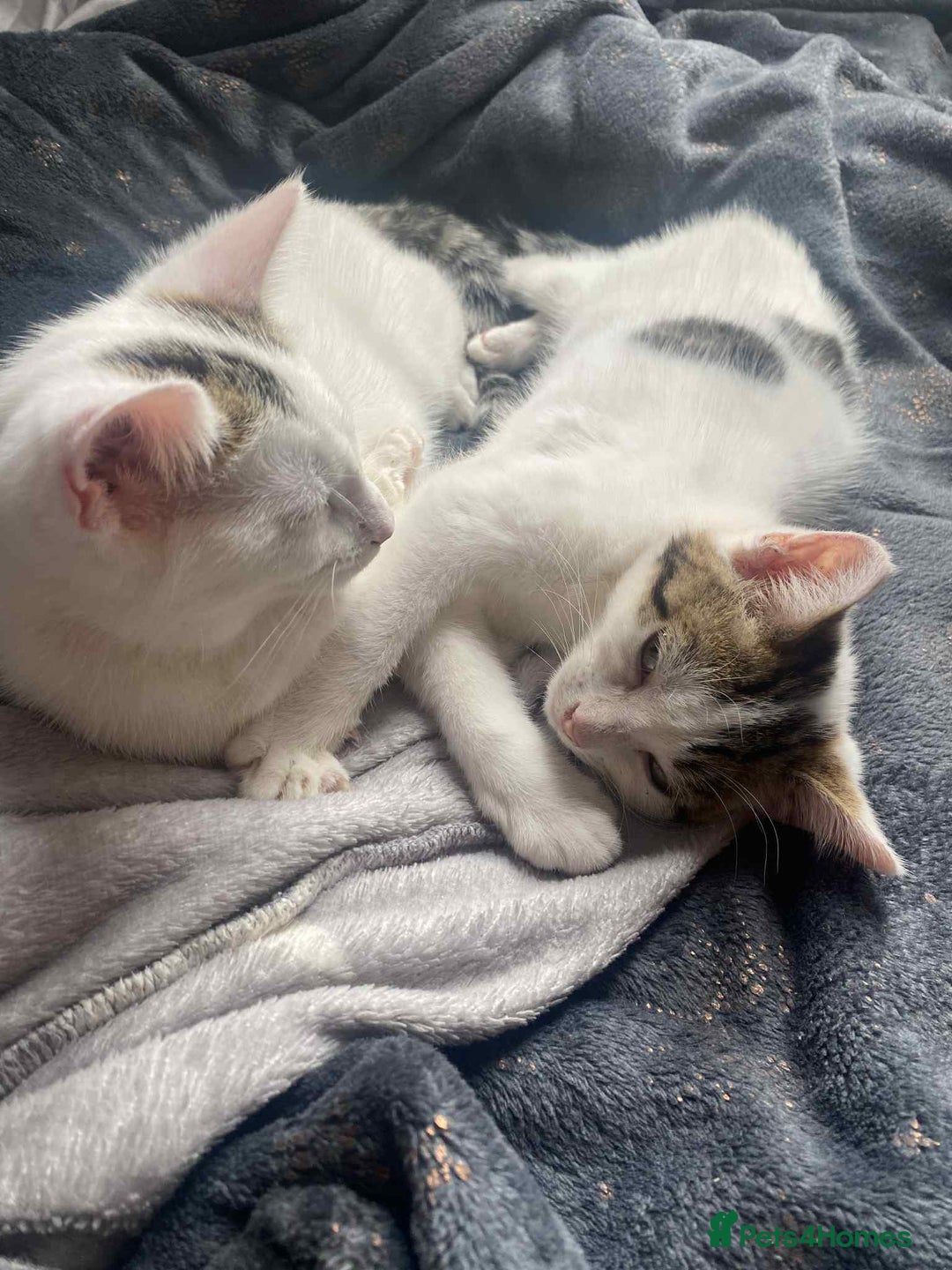 Mixed Breed cats for sale: 2 female kittens for sale - Image 1