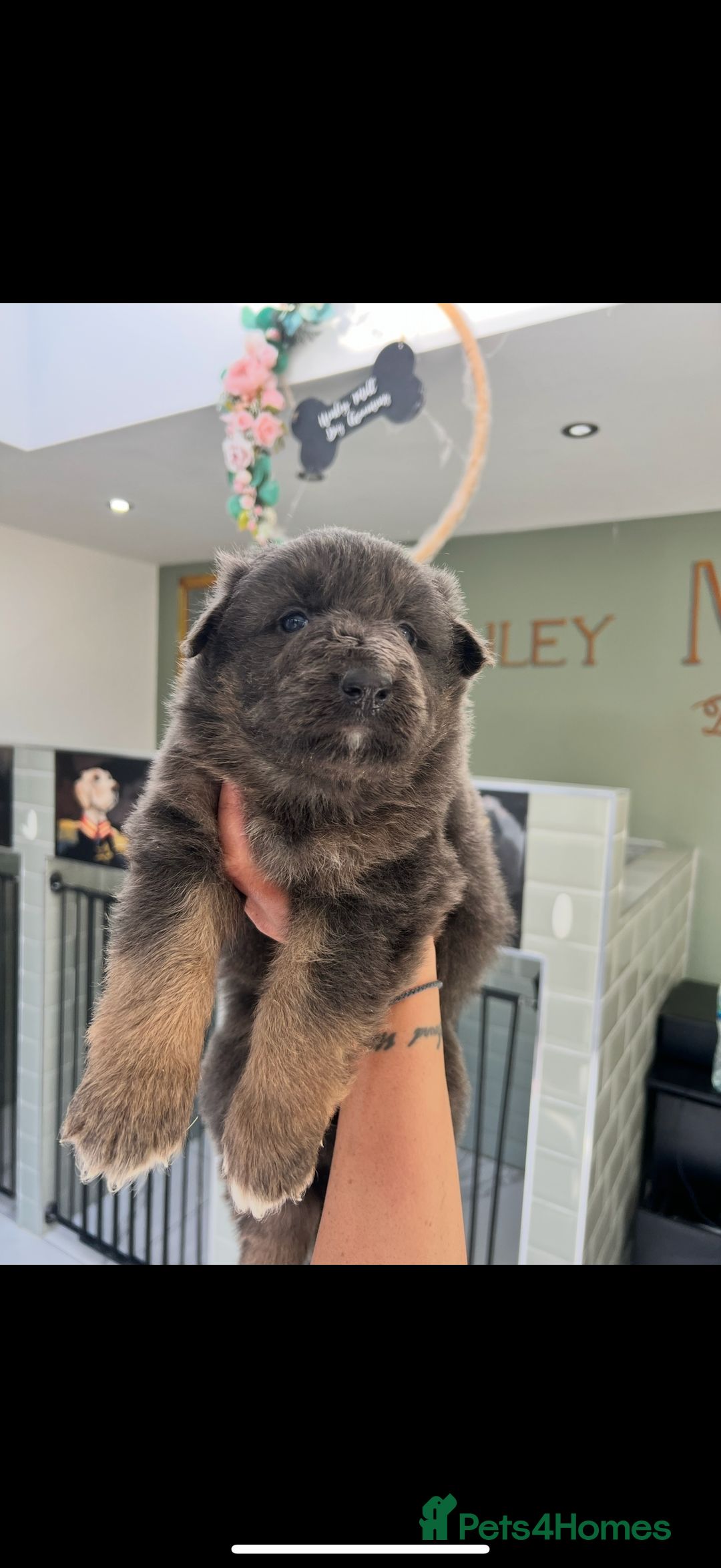 German Shepherd dogs for sale: ❤️KC pups ✨ health tested parents  - Advert 2