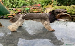 Miniature Poodle dogs for stud: CHOC/WHITE MINIATURE SCHNAUZER AT STUD in Coventry - Image 10