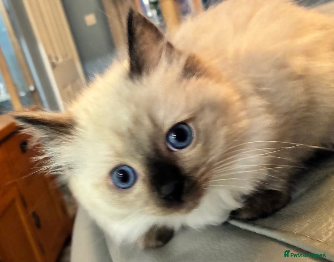 Ragdoll cats for sale: 4 Prebred Ragdolls kittens for sale - Image 15