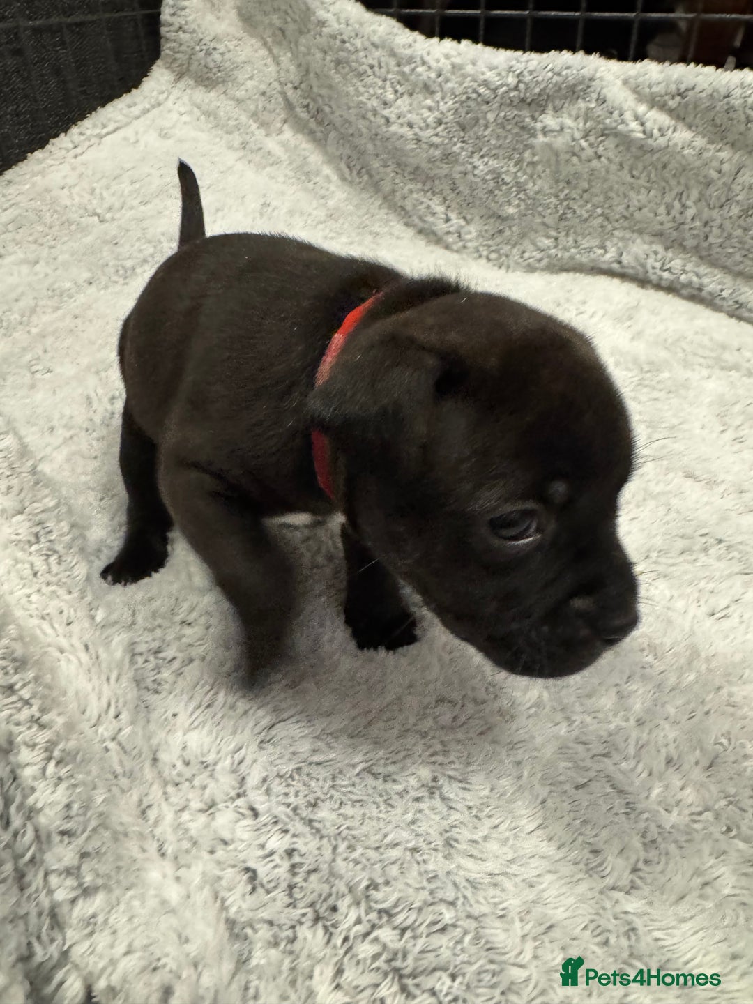 Staffordshire Bull Terrier dogs for sale: KC Staffordshire bull terrier puppies  - Advert 23
