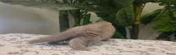 Mixed Breed cats for sale: Gorgeous blue Scottish Fold British Longhair Boy  - Advert 10