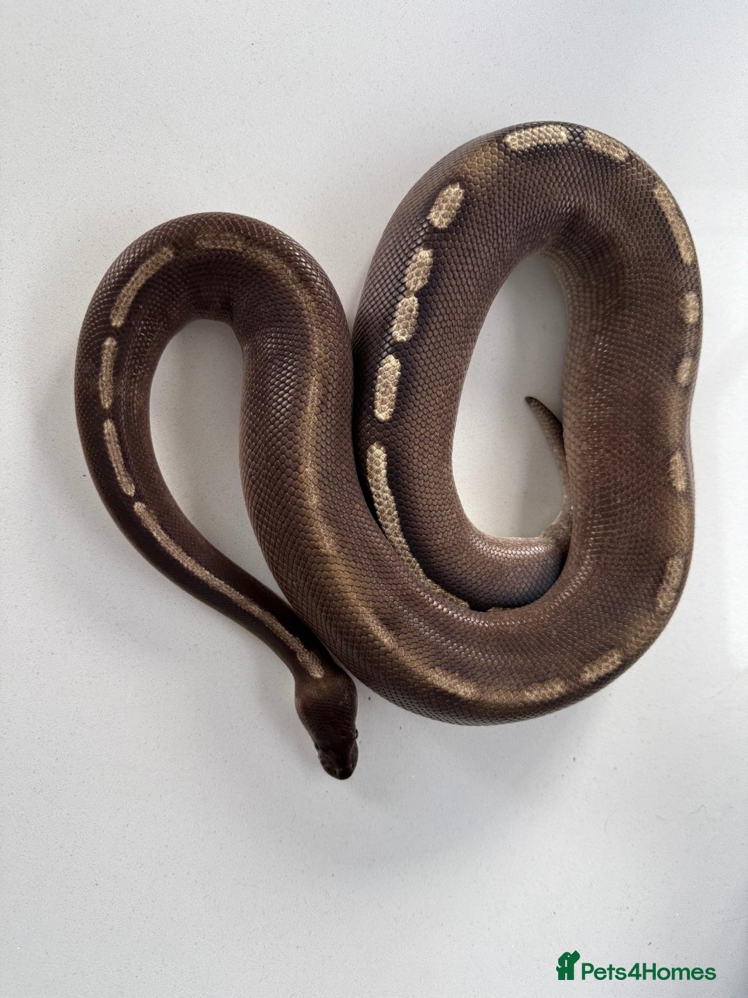 Python Snake reptiles for sale: Royal/ball python  - Image 2