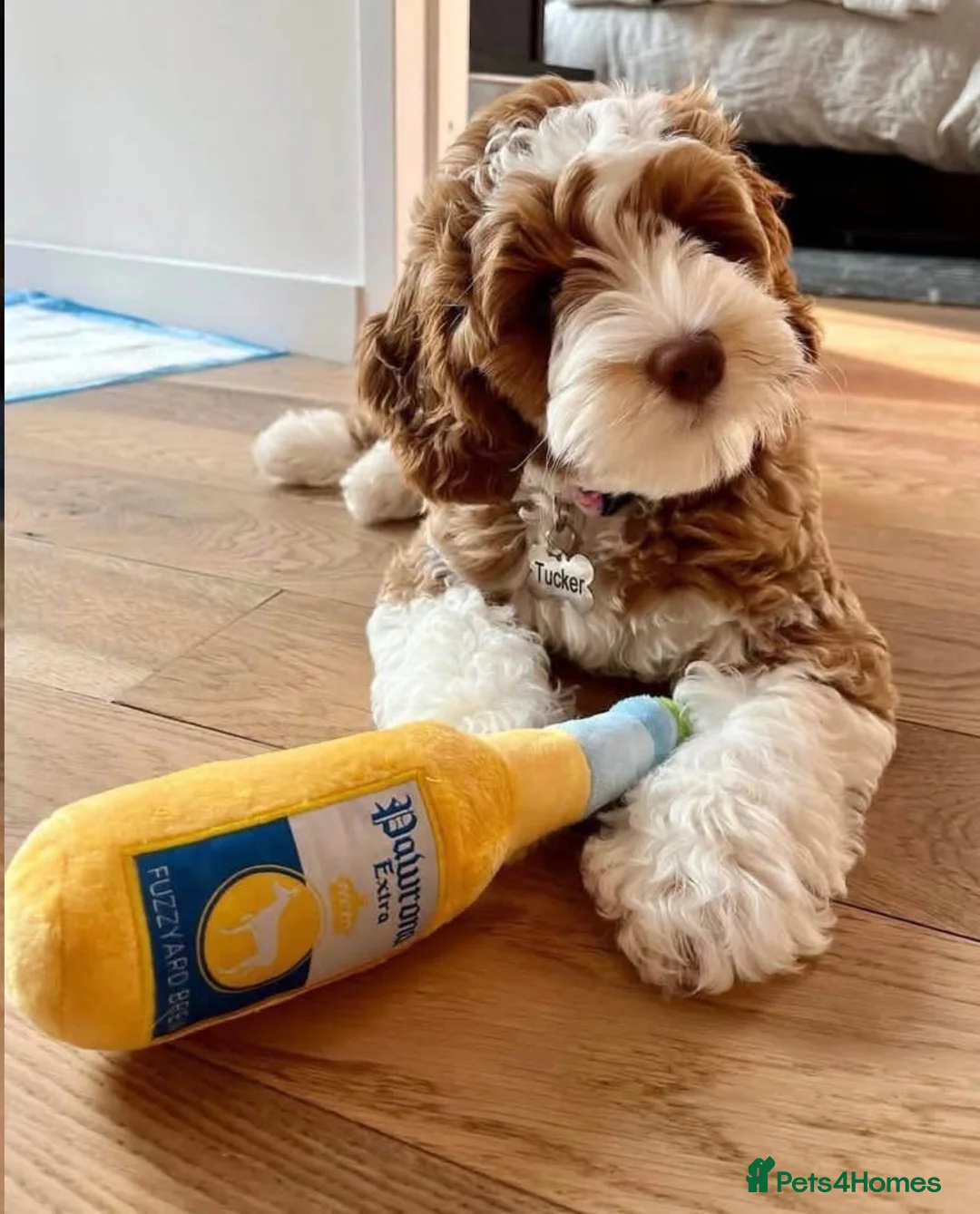 Cockapoo dogs for sale: Cockapoo in Newcastle upon Tyne - Advert 3