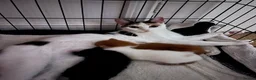 Mixed Breed cats for sale: Beautiful kittens  - Advert 15