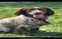 Cocker Spaniel dogs for sale: Cocker spaniel pups  - Image 6