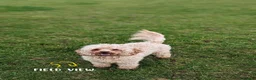 Cavapoo dogs for sale: Extensively health tested adult F1 Cavapoo - Advert 6