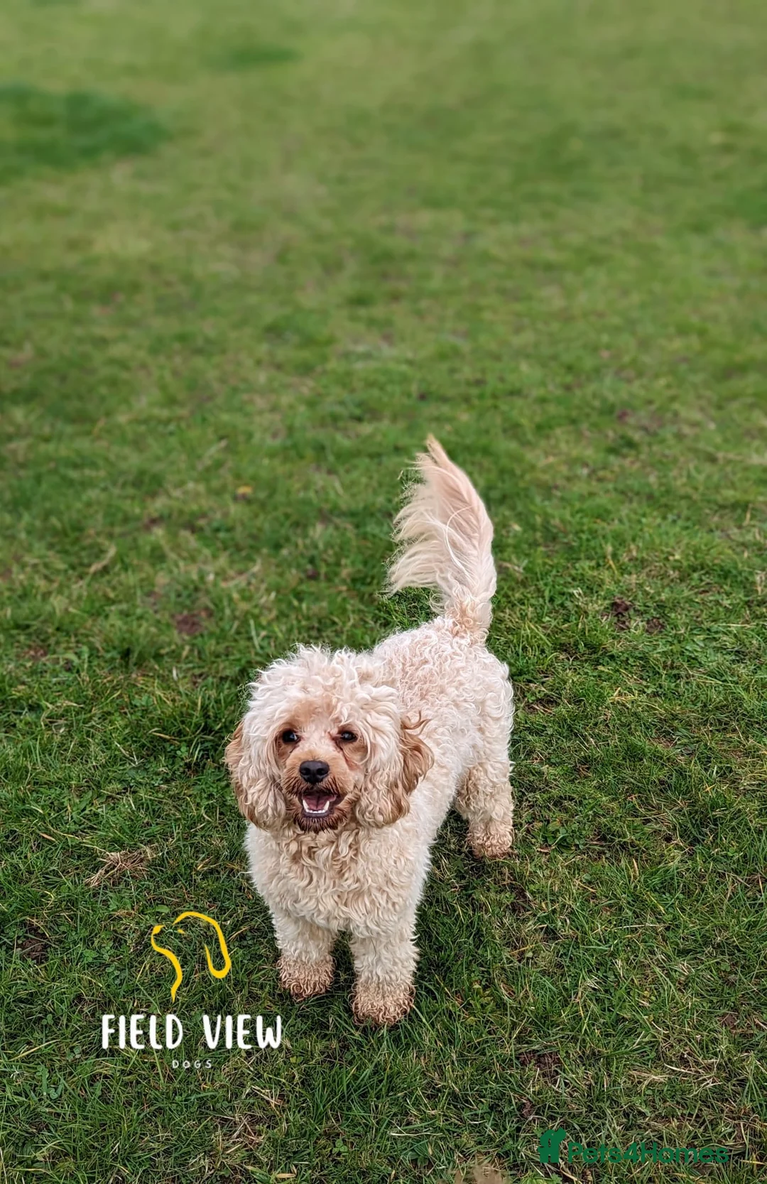 Cavapoo dogs for sale: Extensively health tested adult F1 Cavapoo - Advert 6