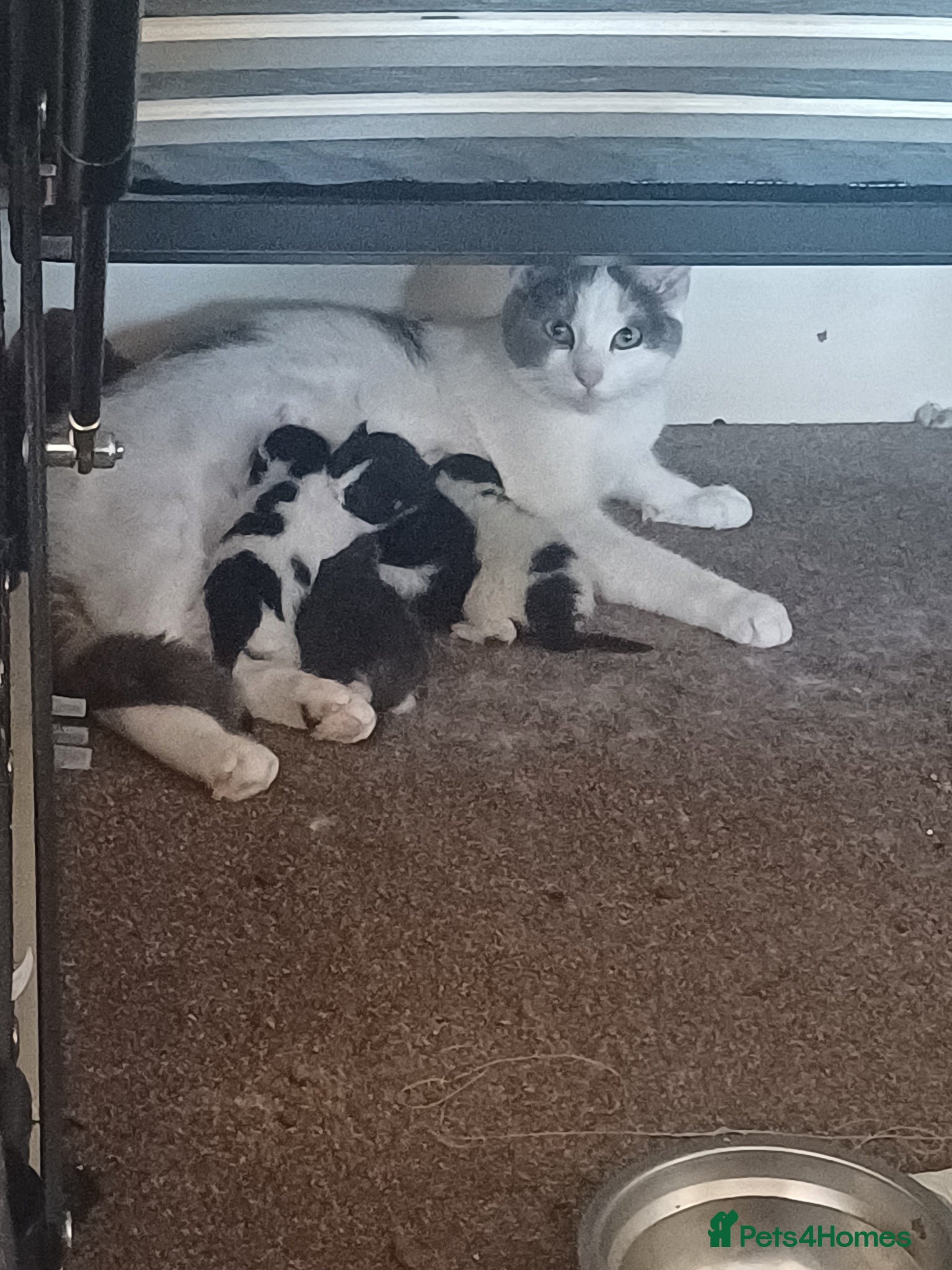 Mixed Breed cats for sale: 2 kittens in Keith - Advert 4