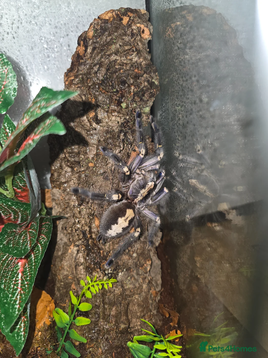 Tarantulas invertebrates for sale: Adult Female P Metallica - Advert 2
