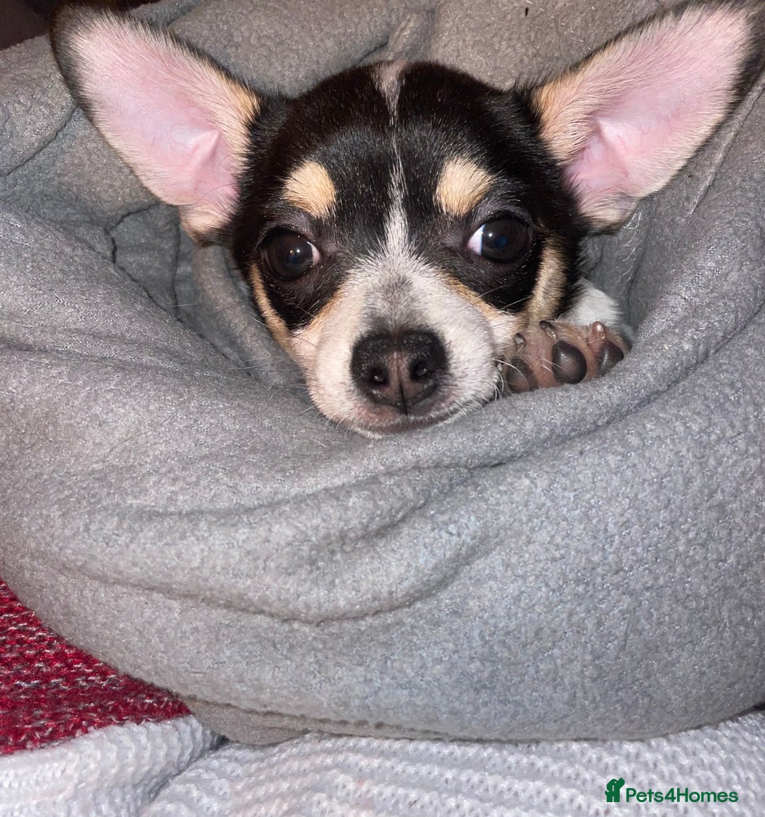 Chihuahua dogs for stud: For stud only  - Image 3