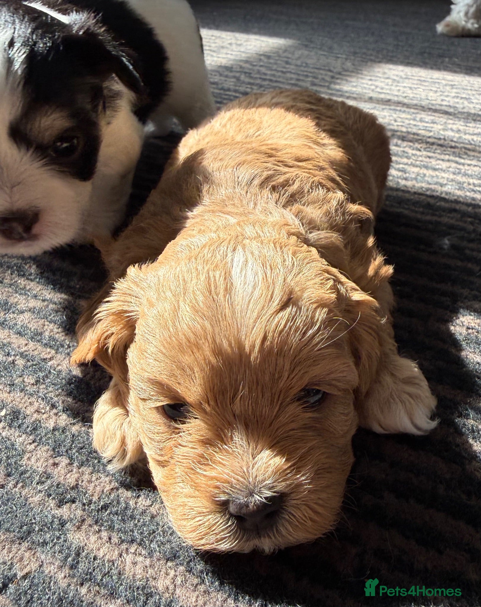 Maltipoo dogs 🐾💕 ADORABLE MALTIPOO  **   💕🐾 - Advert 7