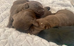 Labrador Retriever dogs for sale: LABRADOR PUPPIES 5 GEN ENHANCED PEDIGREE  - Image 7
