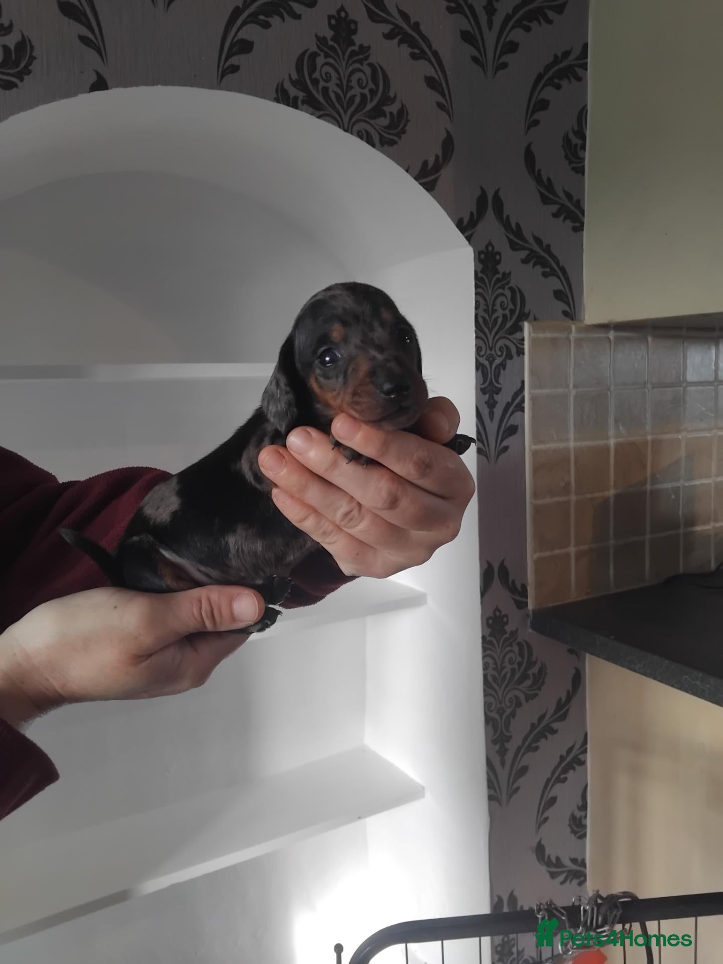 Miniature Dachshund dogs for sale: Kc registered miniature dashchund  - Advert 3