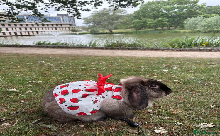 Mini Lop rabbits - Advert 10