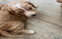 Cockapoo dogs for sale: 7 beautiful cockapoos baby’s  - Image 25