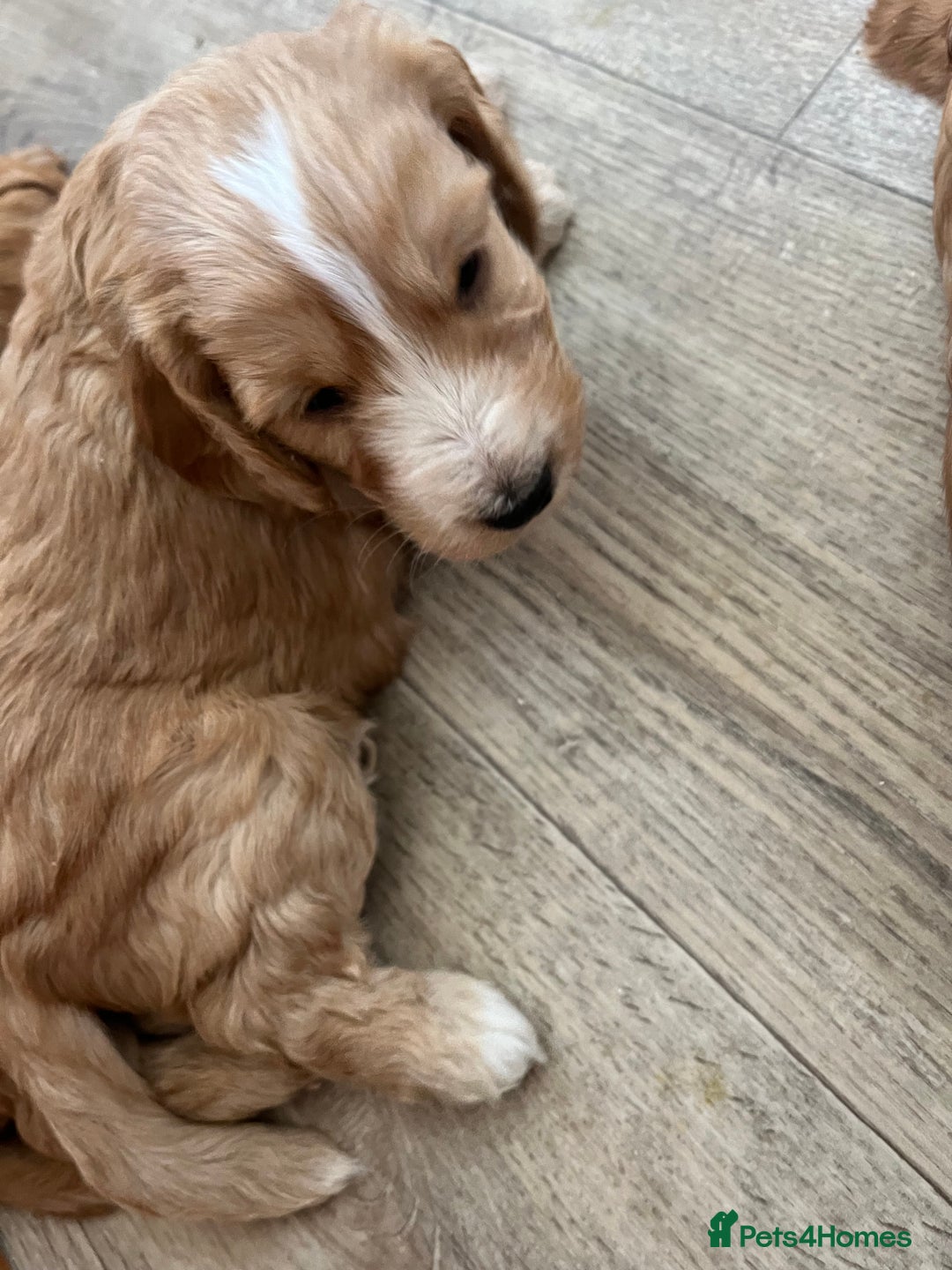 Cockapoo dogs for sale: 7 beautiful cockapoos baby’s  - Image 25