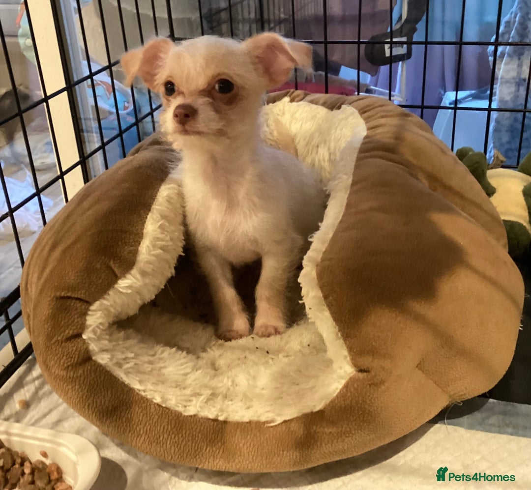 Chihuahua dogs for sale: Chihuahua babies ready now - Image 8
