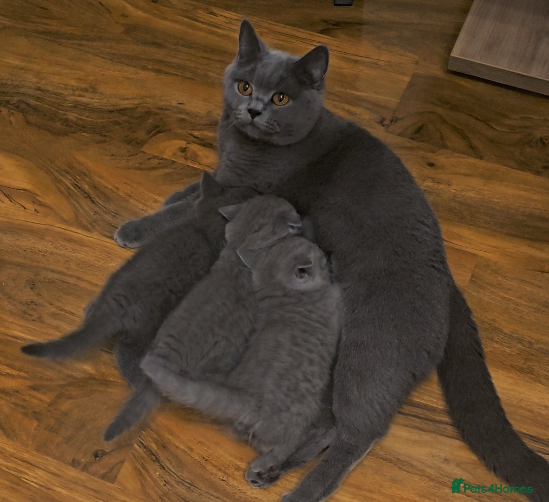 British Shorthair cats for sale: British Shorthair kitten's, GCCF pedigree - Advert 31