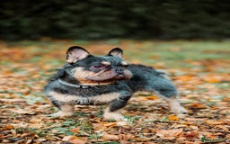French Bulldog dogs for stud: Wire Hair Frenchie READY FOR STUD!!! Lock in Now!! - Image 1