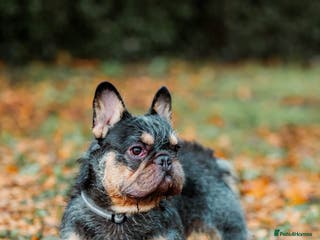 French Bulldog dogs Wire Hair Frenchie READY FOR STUD!!! Lock in Now!! - Advert 24