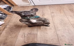 French Bulldog dogs for sale: Freddie  - Image 5