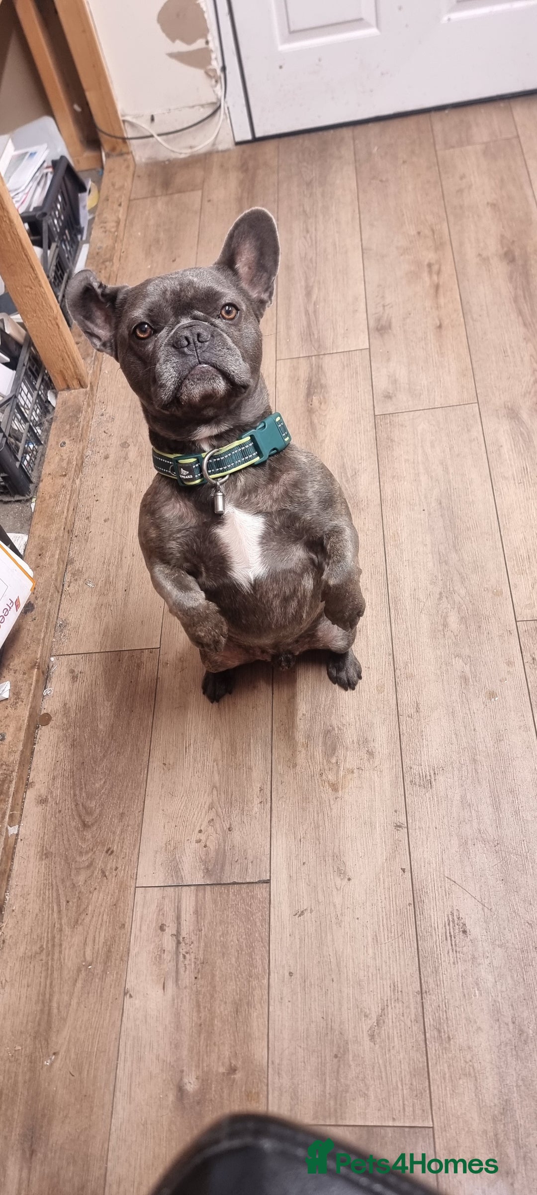 French Bulldog dogs for sale: Freddie  - Image 5