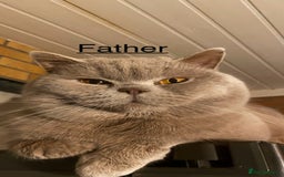 British Shorthair cats for sale: 🐱Adorable Rare Lilac British Shorthair Kittens - Image 18