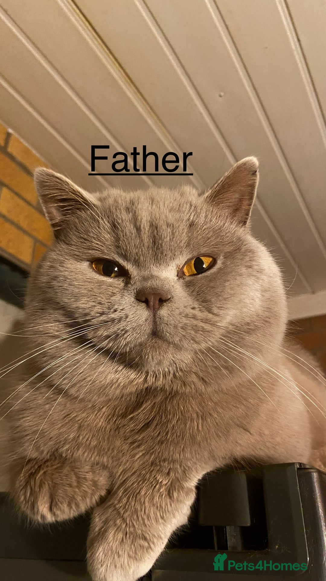 British Shorthair cats for sale: 🐱Adorable Rare Lilac British Shorthair Kittens - Image 18