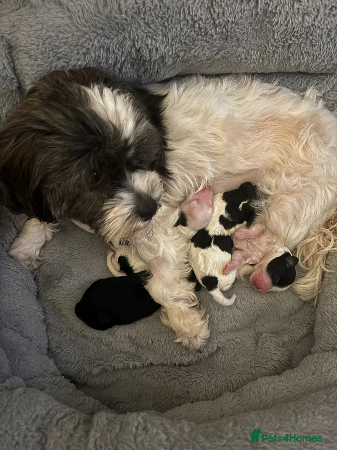 Mixed Breed dogs for sale: Shihpoo puppies - Advert 6
